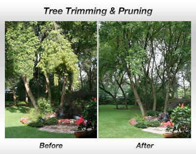 Tree Trimming in Lubbock Tree Pruning