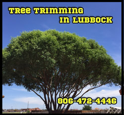 Tree Trimming In Lubbock About Us